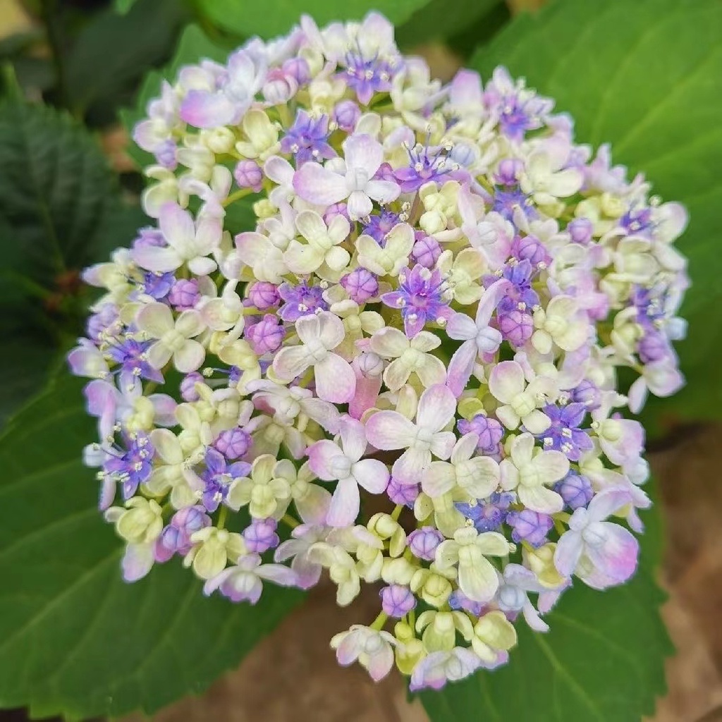 幻之花 優惠推薦 22年8月 蝦皮購物台灣