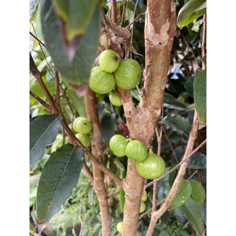 霏霏園藝   掛果四季艾是卡樹葡萄一年生7-8次。皮薄薄的很甜。