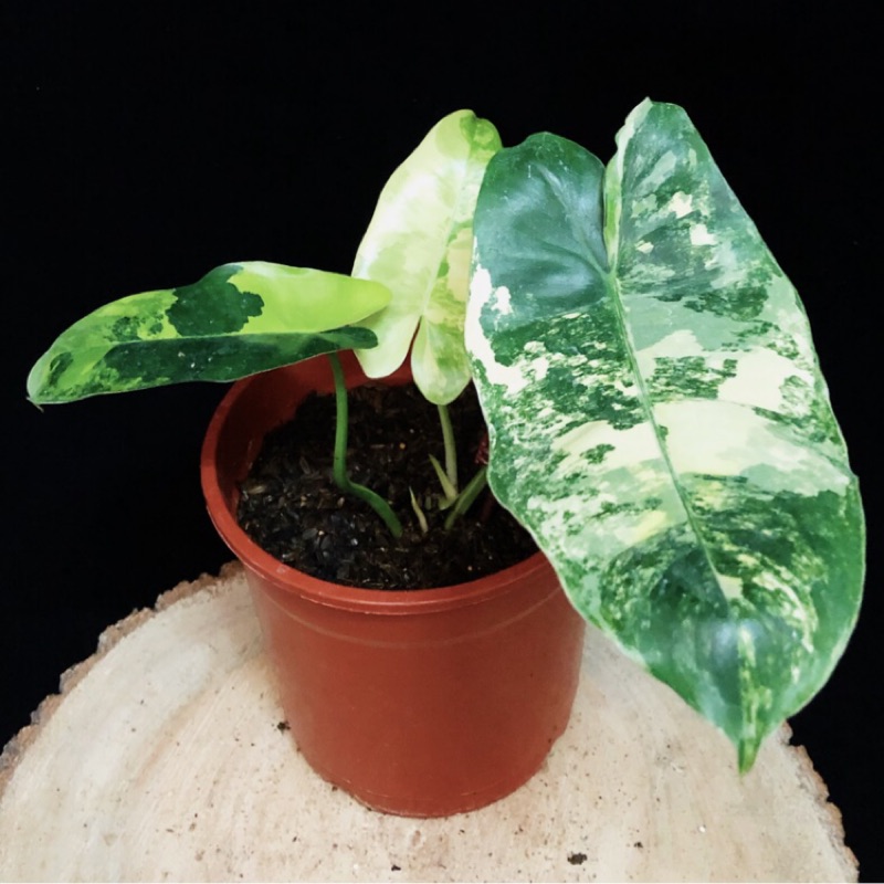 斑葉獨角獸蔓綠絨P.burle Marx var(雨林植物、斑葉植物、蔓綠絨、火鶴、花燭