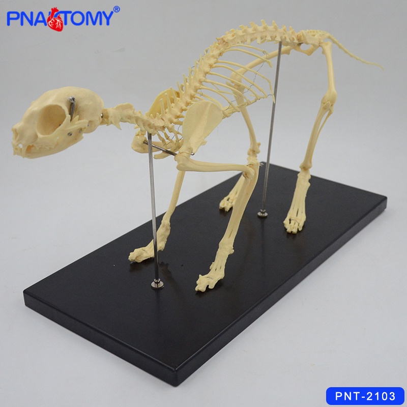 ♥❤PNATOMY 狗骨骼標本模型 寵物動物狗貓犬 教學骨架骨頭 骨骼模型