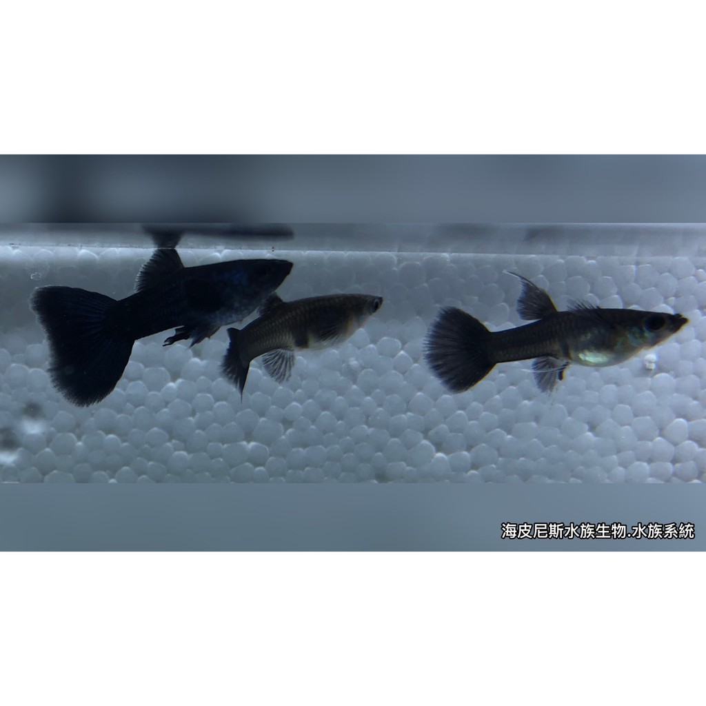 售完培育中 海皮水族 黑木炭緞帶組 孔雀魚純品系孔雀魚系統缸海皮尼斯高雄魚缸工廠 蝦皮購物