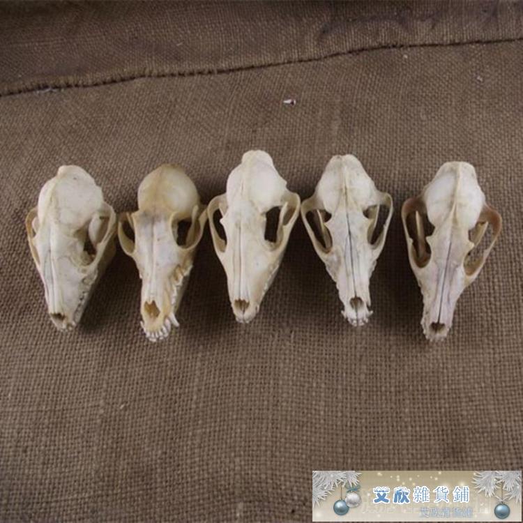 動物頭骨模型的價格推薦 21年10月 比價比個夠biggo