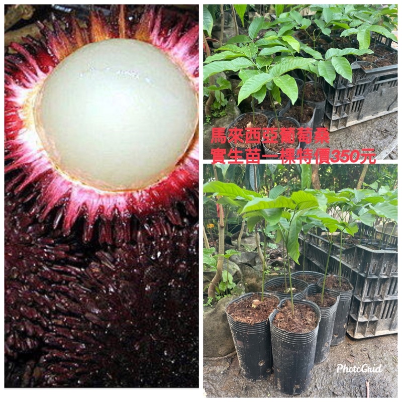 方方園藝-馬來西亞葡萄桑實生苗一棵特價350元4吋盆