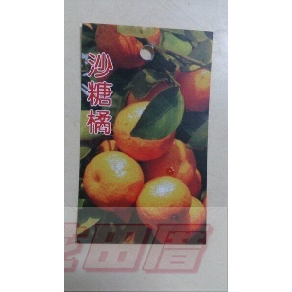花田厝-水果果苗(*砂糖橘*)-沙糖橘8吋盆高60-70cm甜度可達14度(無法超取)