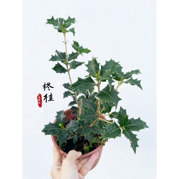 柊桂 桂花六吋盆 香花植物 室外 沒噴農藥花可泡茶 蝦皮購物