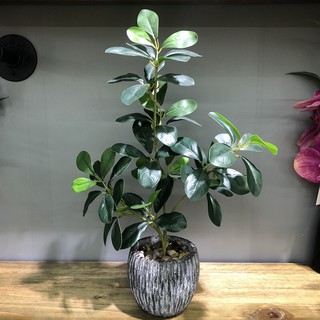 🌵免運費🌵綠植 創意擺件辦公室 模擬福祿桐花 居家百搭陶瓷 桌面裝飾綠植盆栽 仿真植物