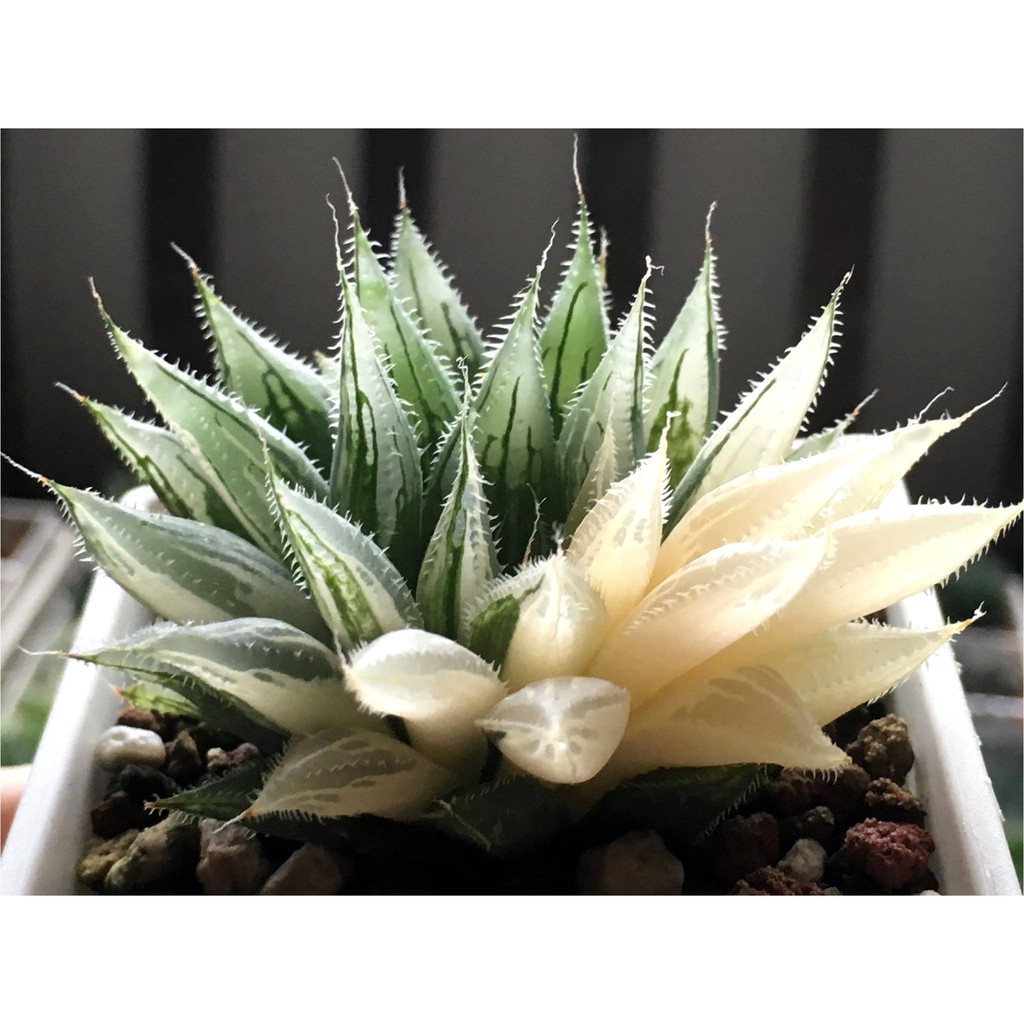 多肉植物 ハオルチア オブツーサ錦 極上斑 4苗セット Tonosycolores Com