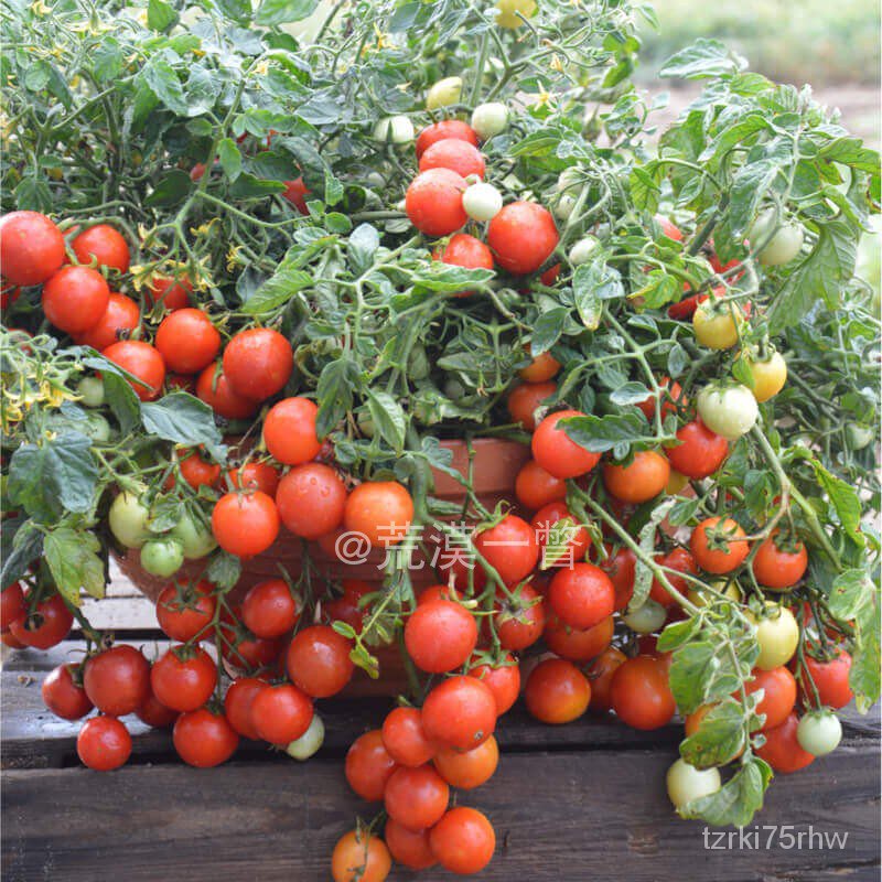 盆栽櫻桃番茄種子吉祥物 金塊 英TM 能讓你豐收的小可愛 荒漠一瞥小螞蟻稀有種子花卉/蔬菜/水果種子