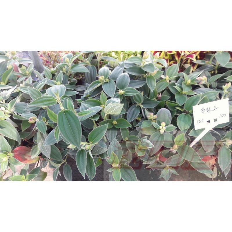 花田厝 襯景植物 帝牡丹 6吋盆 30cmt 蝦皮購物