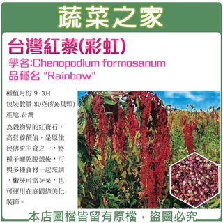 蔬菜之家滿額免運【00H49】大包裝.臺灣紅藜(彩虹)種子80克(約6萬顆)(未脫殼)