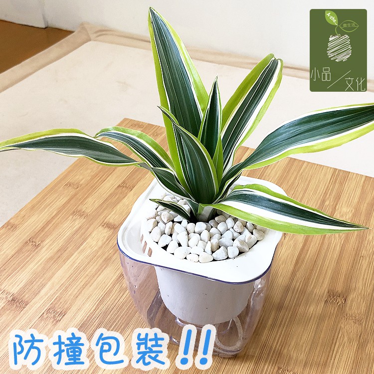 【小品文化】檸檬千年木【現貨】4吋透明免澆水懶人盆栽 加水更方便 觀葉植物 室內植物 空氣淨化 創意花盆 居家辦公盆花