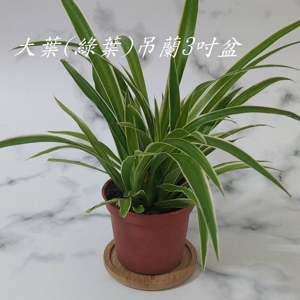 現貨吊蘭大葉吊蘭綠葉吊蘭斑葉吊蘭室內植物垂盆草桂蘭鉤蘭空氣淨化淨化空氣植物觀葉植物 苔苔樂 蝦皮購物