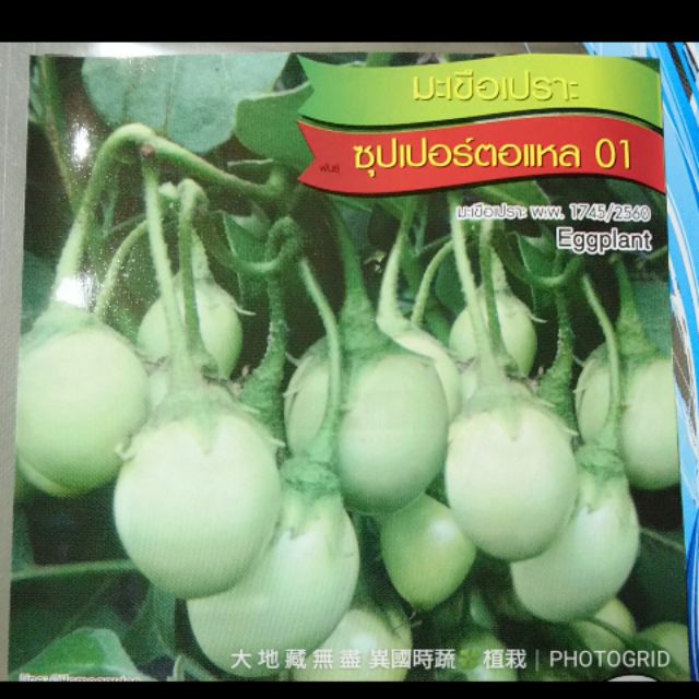 泰國小綠圓茄11種子 $ 58/50粒
