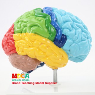 醫學人體1:1右半腦功能分割槽模型人大腦解剖器官模型 醫學教學科普用具 MDN006