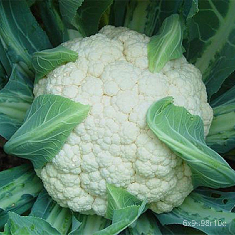 紫色花椰菜 優惠推薦 21年12月 蝦皮購物台灣