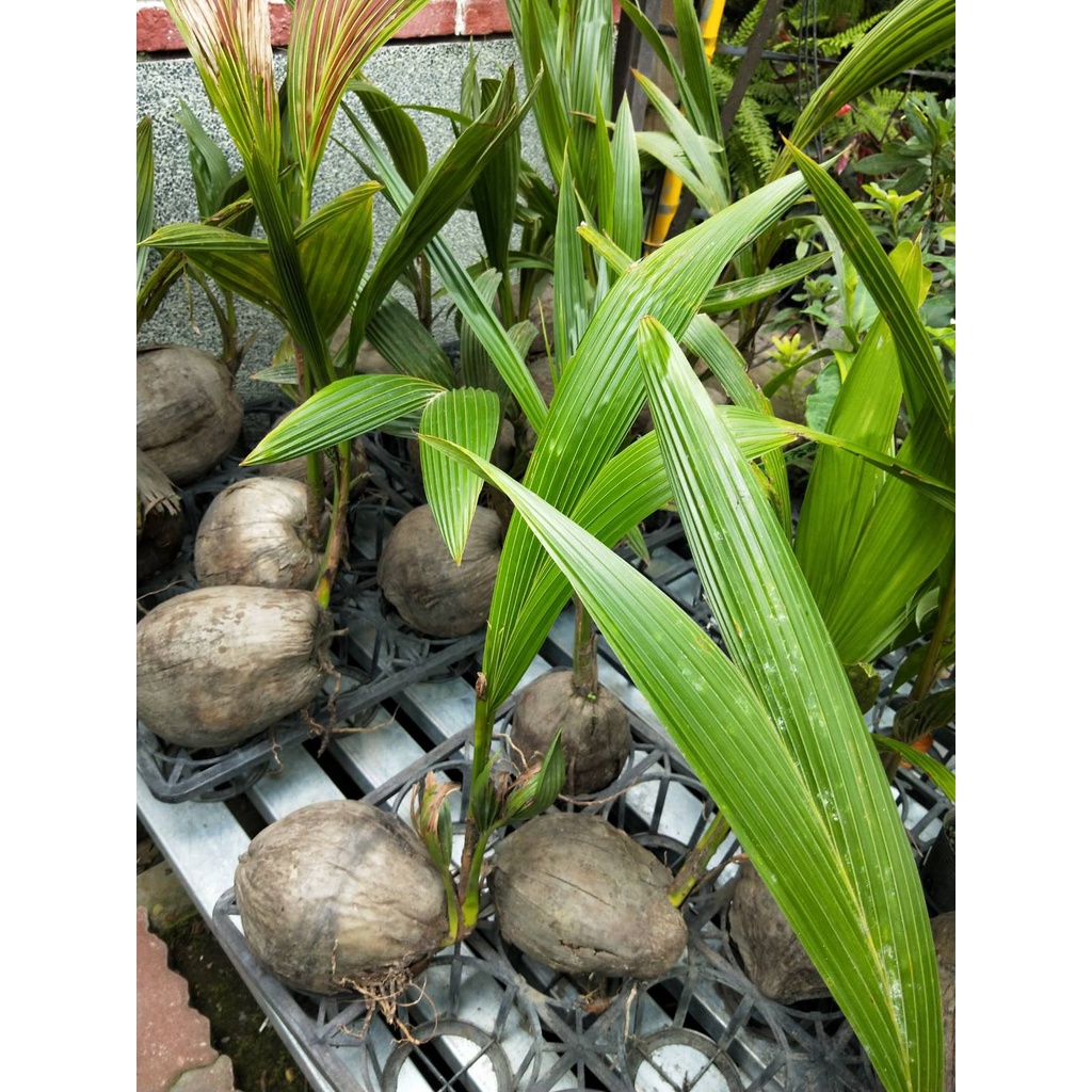 ☈綠玫☈水果苗☈泰國椰子(泰國矮椰子/矮椰子)☈