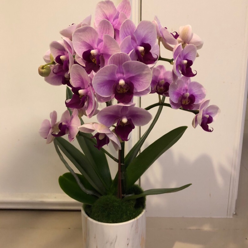 蘭花 日本珍珠 蝦皮購物