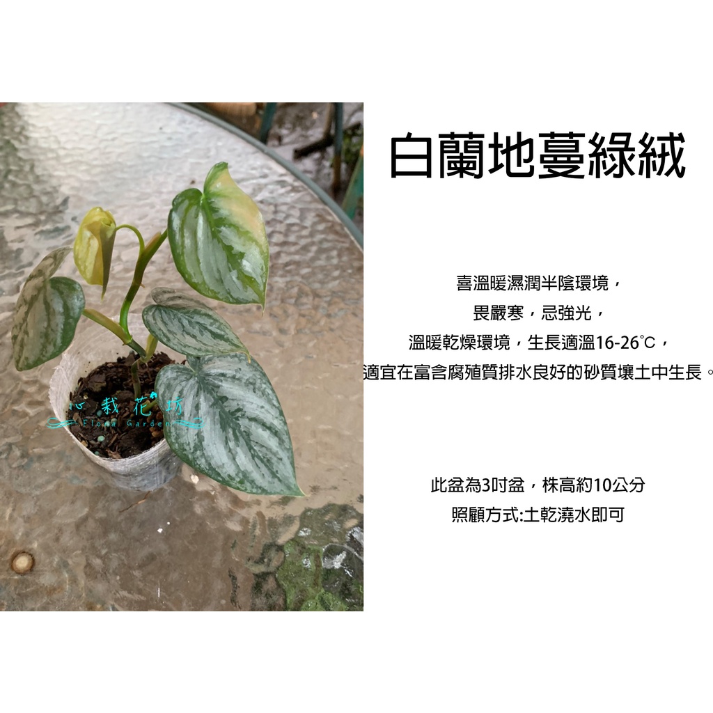 心栽花坊-白蘭地蔓綠絨/3吋盆/綠化植物/室內植物/觀葉植物/售價60特價50