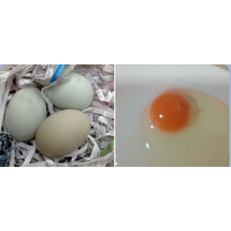 ~烏骨雞蛋（紅仁）一粒13元，台灣在地小農自售新鮮直送，中央畜產會中心MAIF檢驗合格，無藥產，有檢驗過