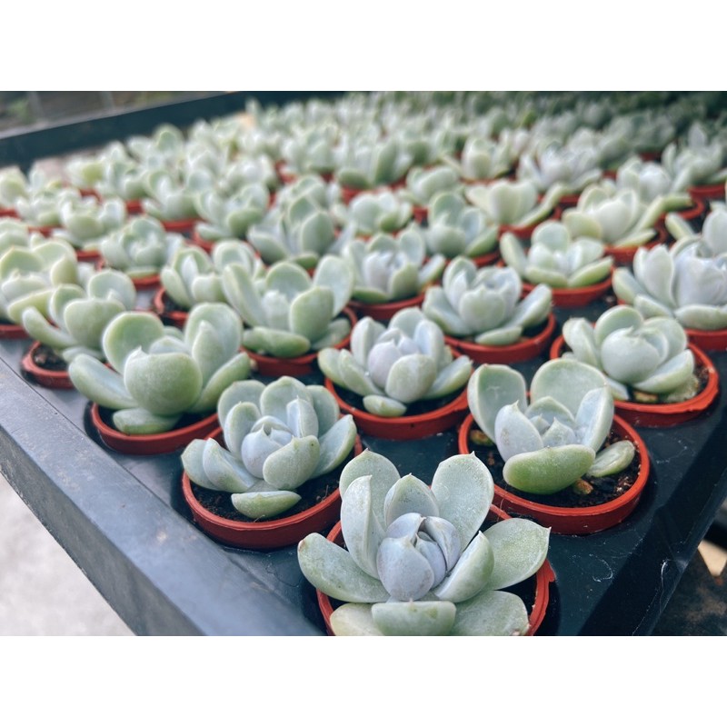 1吋迷你盆 雪兔 多肉植物 仙人掌 蝦皮購物
