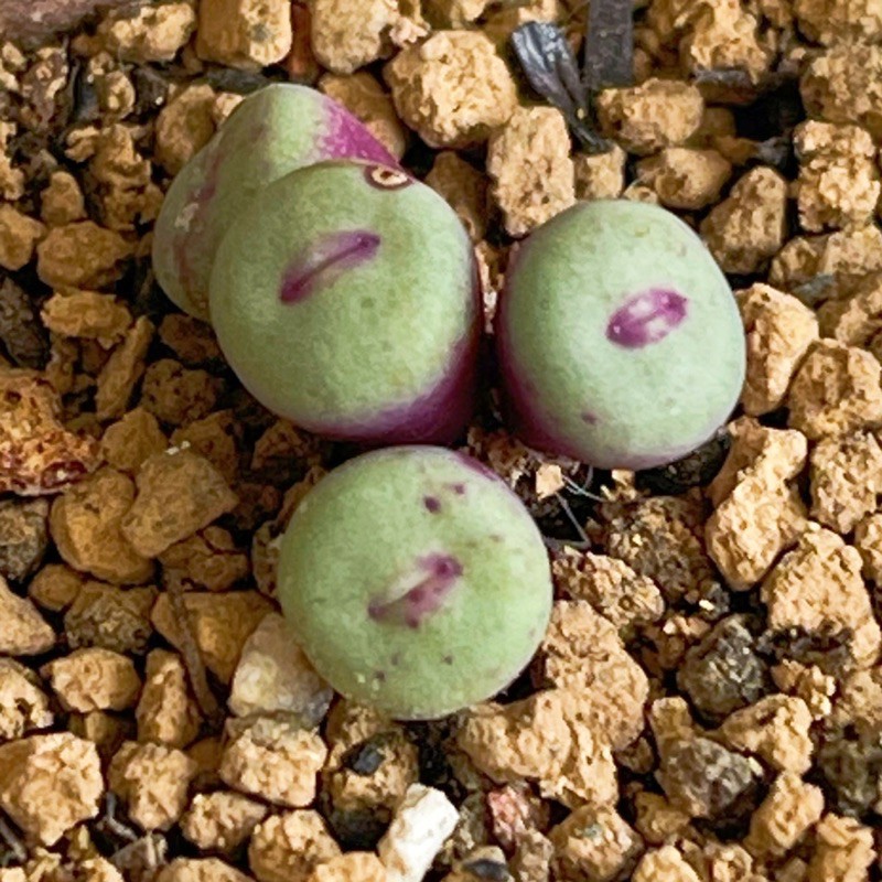 多肉植物番杏科迷你型conophytum Pageae 小紅嘴肉錐石頭玉 蝦皮購物