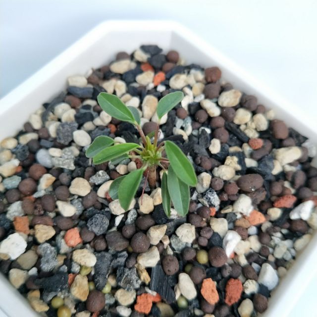 白花魚骨城sarcocaulon Camdeboense 蝦皮購物