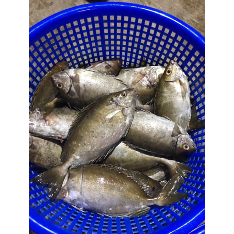 澎湖野生海魚 青嘴魚 赤筆魚 黑點 黃雞魚 臭肚魚 紅目空 嘉誌魚 紅石咾 綠石咾 蝦皮購物