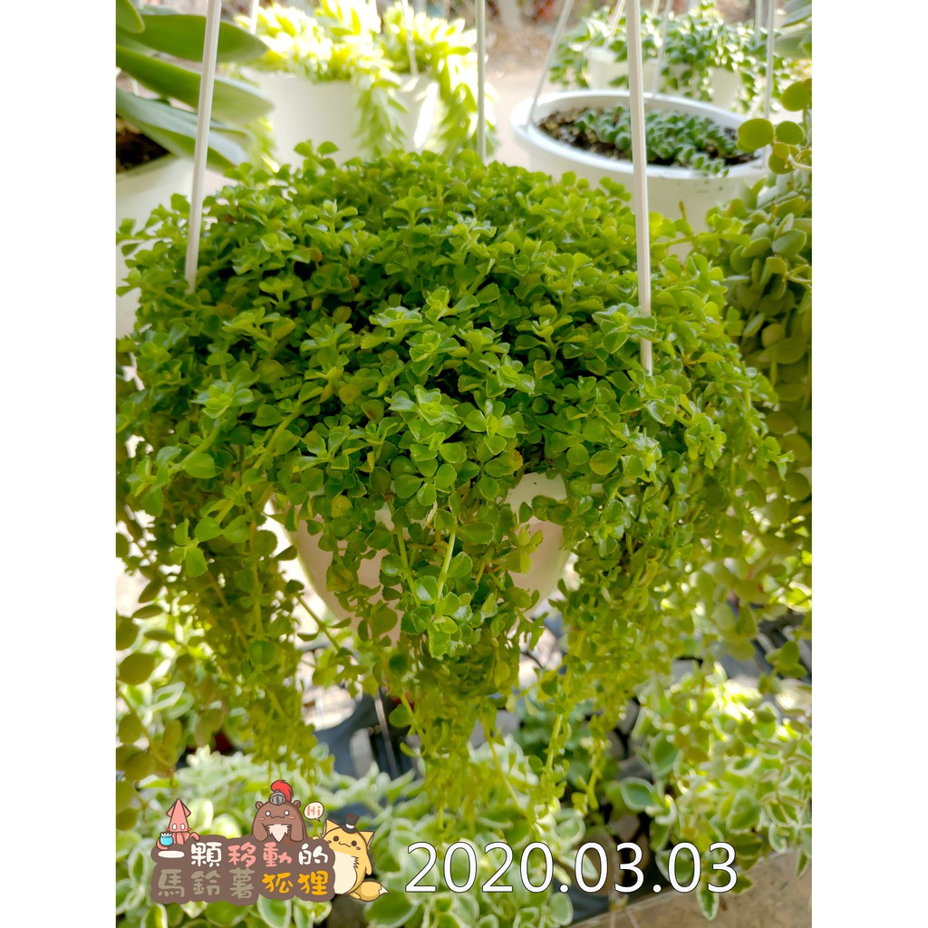 6吋白吊盆嬰兒淚多肉植物 蝦皮購物