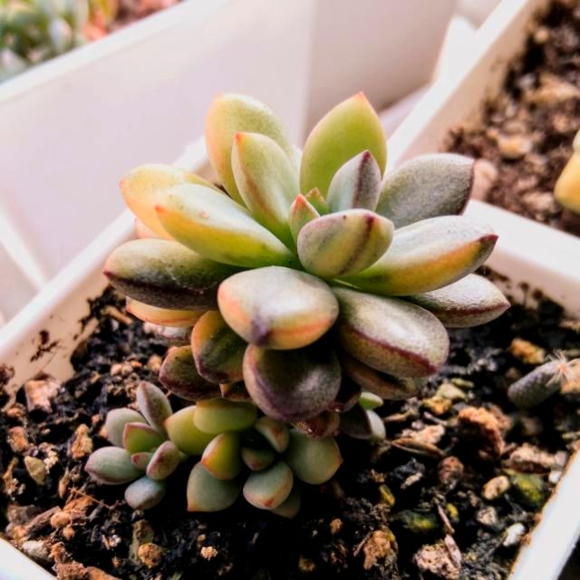 多肉植物紫夢錦還原 蝦皮購物