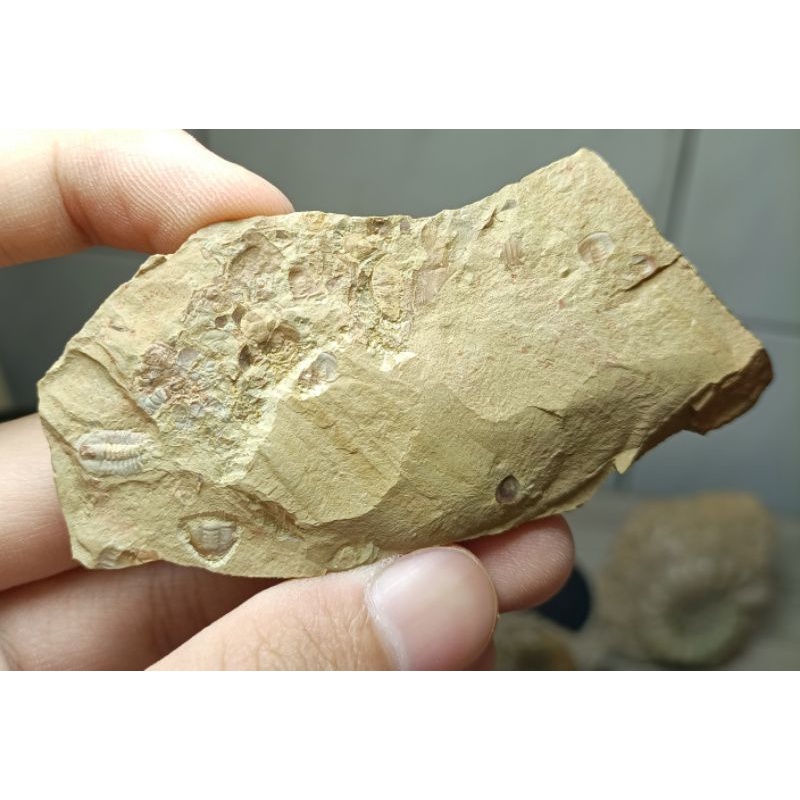 [程石] 中國澄江  奇蝦類糞便與蘭氏古油櫛蟲化石