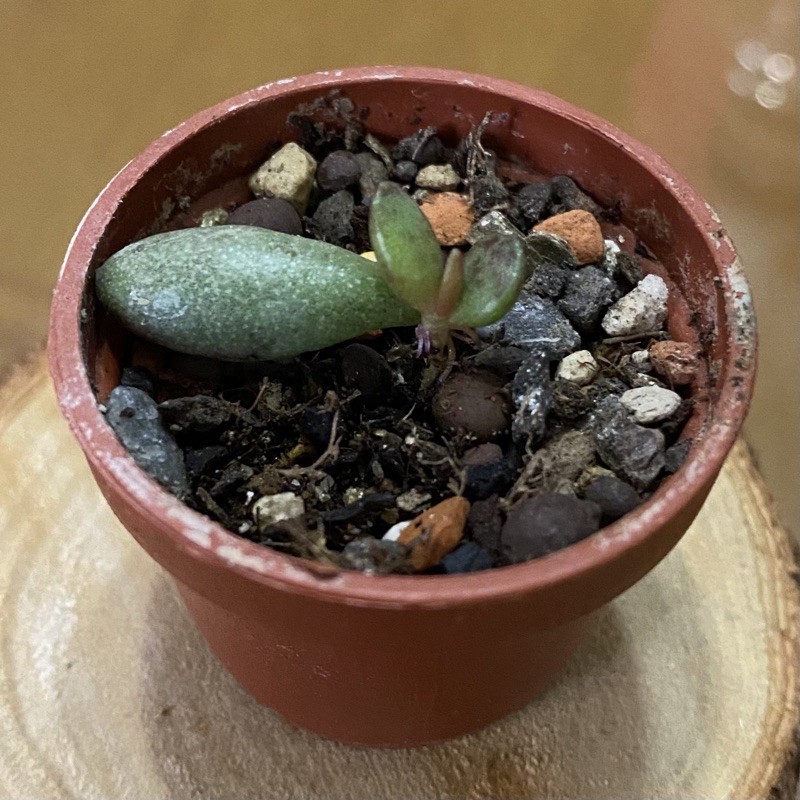 多肉植物 赤水玉天章 蝦皮購物