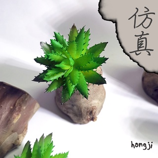 多肉 模擬多肉 微景觀 P71 假多肉植物 辦公室小物 療癒紓壓生日禮物拍照道具居家裝飾咖啡屋商店擺飾迷你木頭底座盆栽