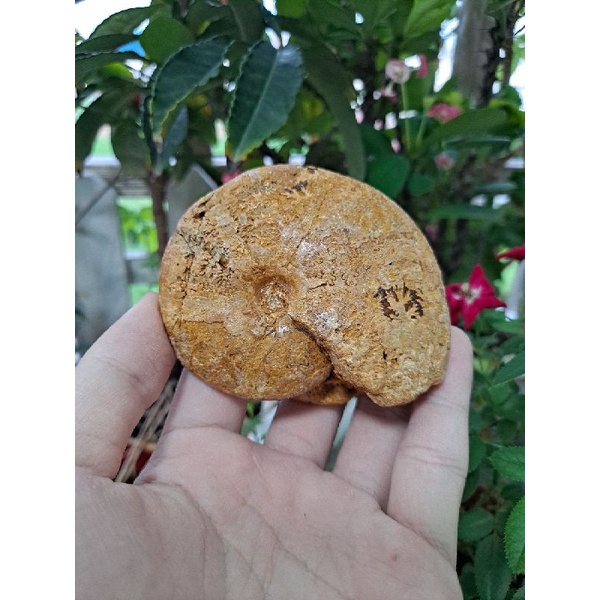 [程石] 馬達加斯加 溝葉菊石化石（3）