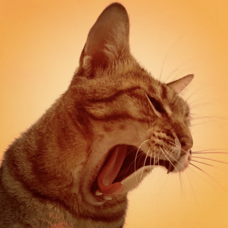 蝦米の北海道 六花亭白樺羊羹3本入北海道伴手禮限定專賣 蝦皮購物