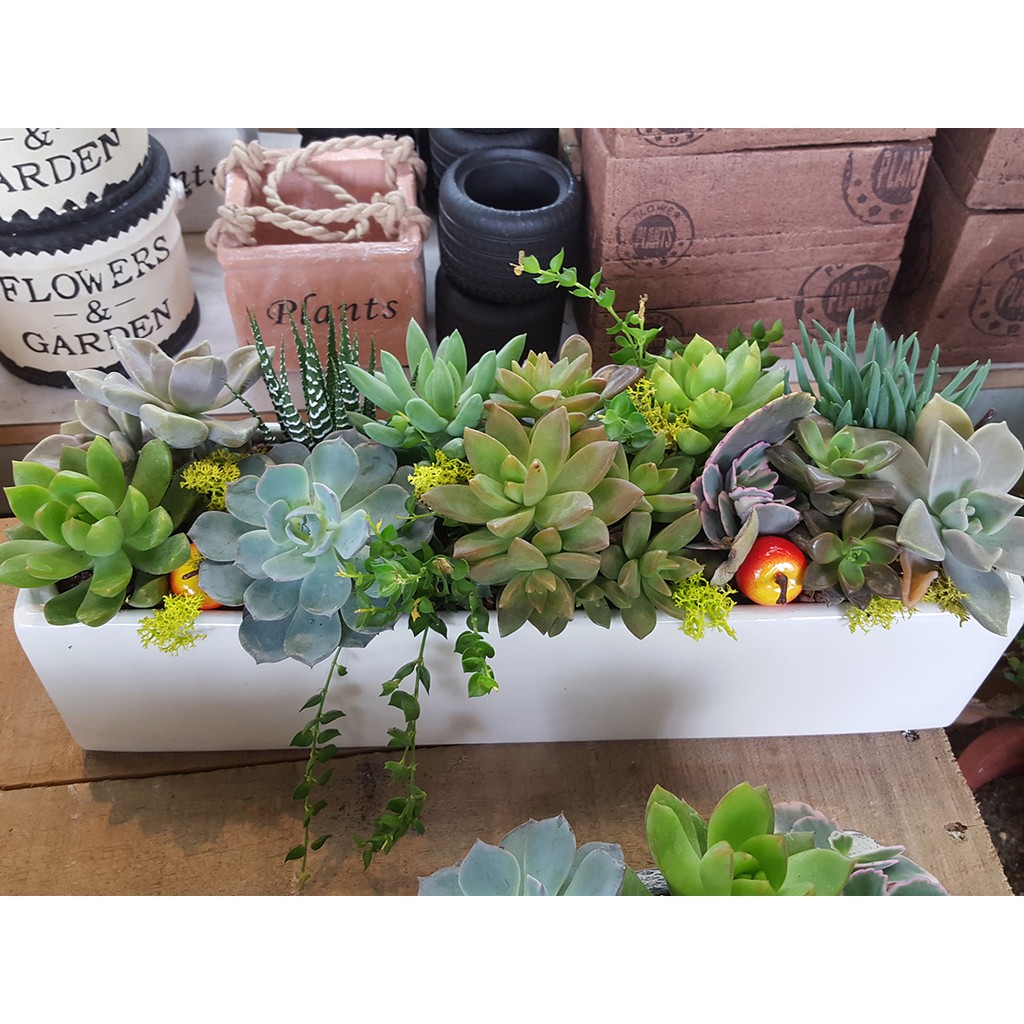 多肉植物開幕送禮療癒盆栽 蝦皮購物