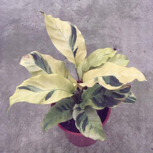 大理石竹芋 古典油畫 5吋 觀葉植物 室內植物 蝦皮購物