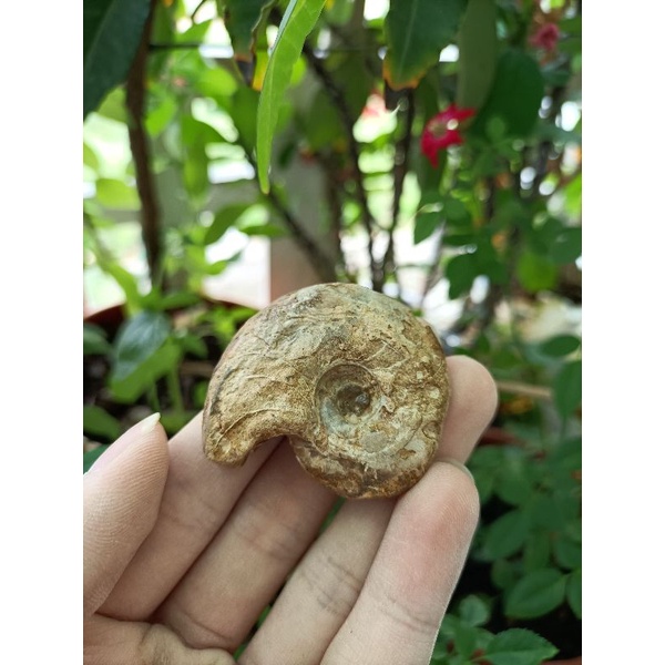 [程石] 德國紹爾蘭  弓海神菊石化石(Cyrtoclymenia angustiseptata)