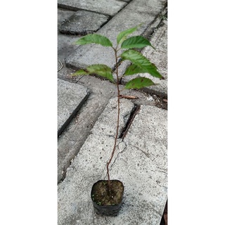 山櫻花苗 實生苗 樹苗