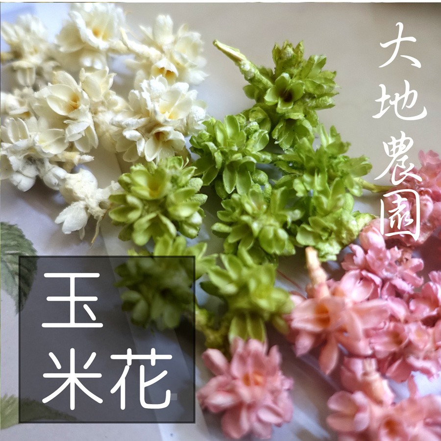 My Wonderful 4色日本大地農園！可愛小果實【永生玉米花】天然乾燥花材／拍攝道具／不凋花材