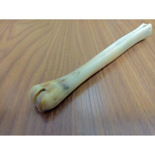 cordovan deer bone