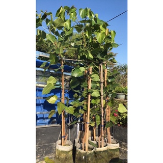 菩提樹 種子 每顆果實內含有十幾粒種子 售10元 蝦皮購物