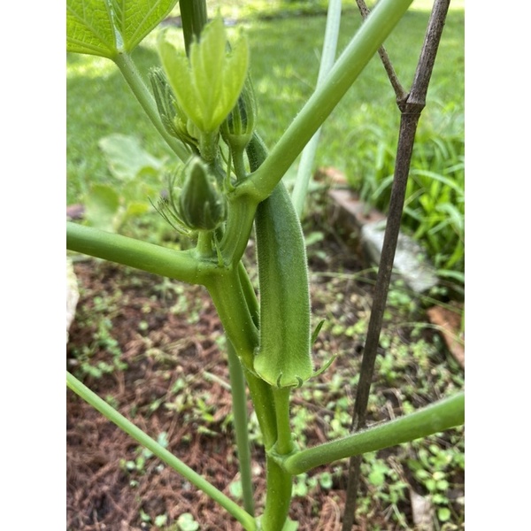 秋葵種子20粒夏季易種