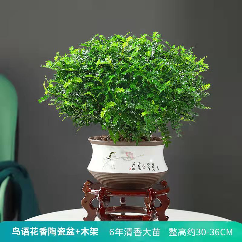 盆栽濃香型正宗驅蟲驅蚊草植物室內養易活綠植老樁盆景 蝦皮購物