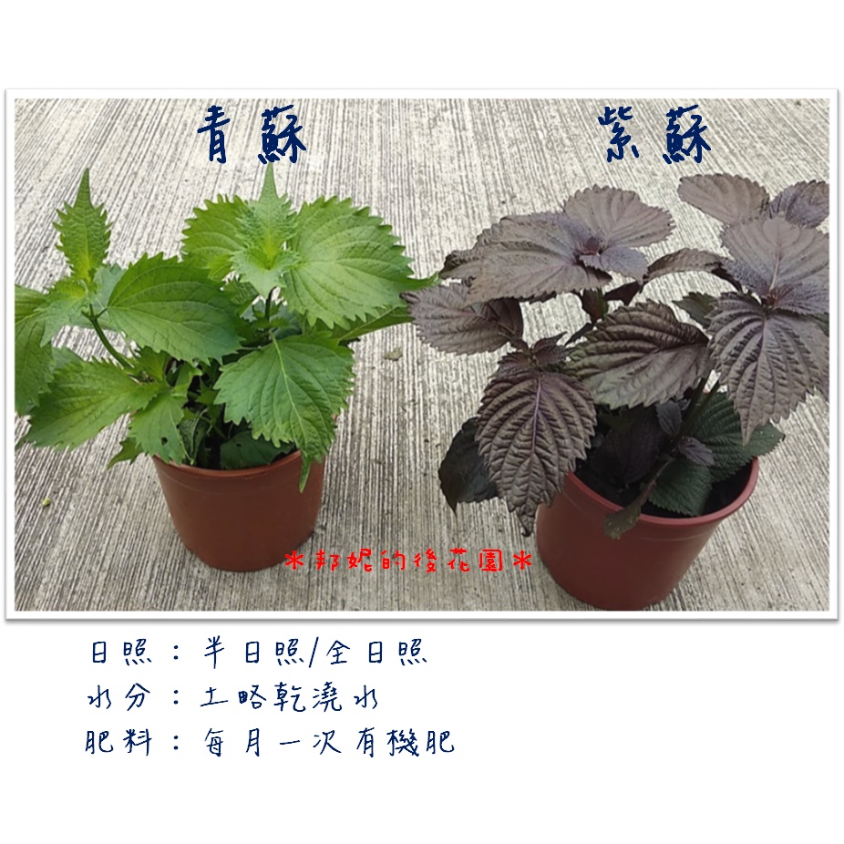 ✽ 邦妮的後花園 ✽  韓國芝麻葉 /  紫蘇  /  青蘇(綠紫蘇)  香草植物