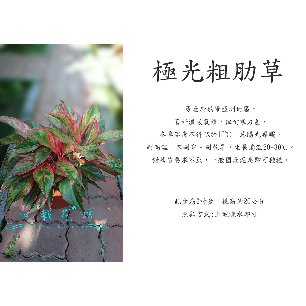 心栽花坊-極光粗肋草/暹羅極光粗肋草/粗勒草/6吋盆/觀葉植物/室內植物/售價340特價300