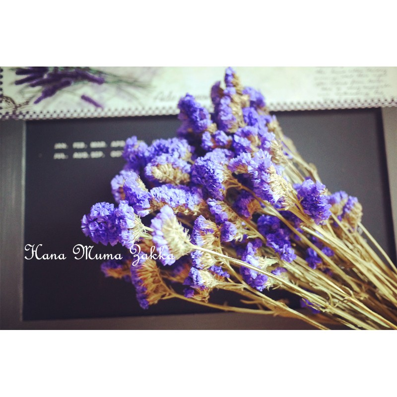 星辰花紫色乾燥花 捧花花器櫥窗花材天然乾花手作花圈藤圈素材材料 花木馬生活雜貨 蝦皮購物