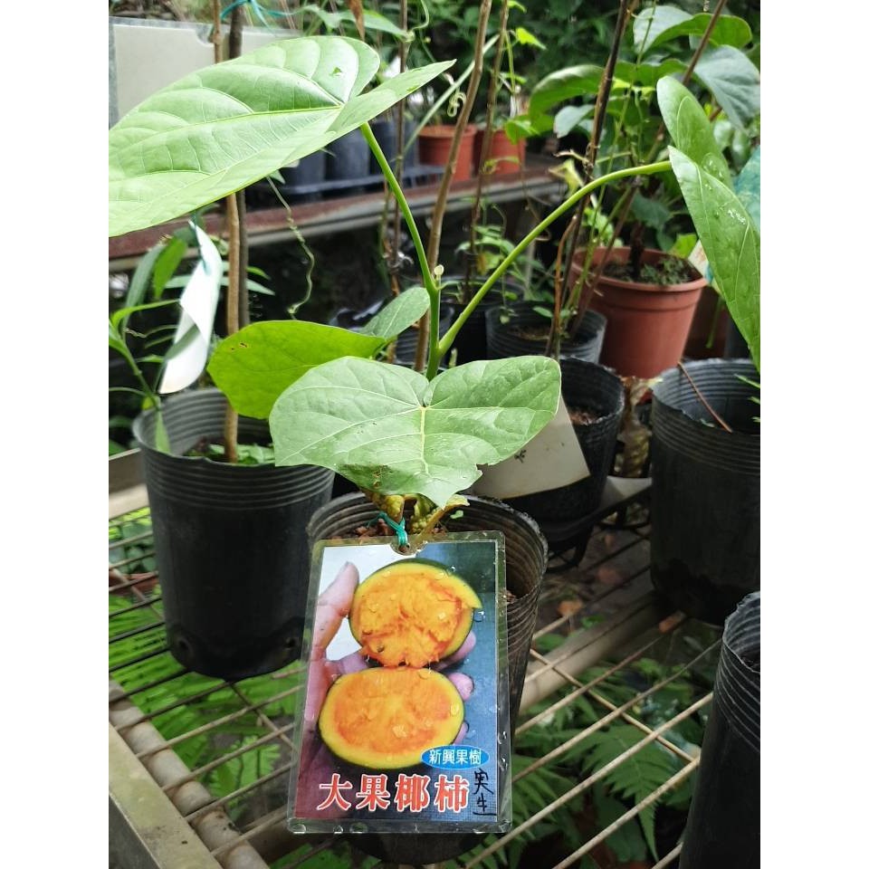 花花世界 水果苗 大果椰柿 南瓜味 嫁接苗 高約 30公分 Tp 蝦皮購物