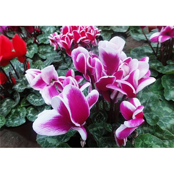 紅舖子 仙客來 仙客萊3吋 5吋季節花卉 觀賞花卉 小品 仙客萊 蘿蔔海棠 兔耳花 一品冠 篝火花 觀葉植物 蝦皮購物