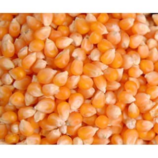 玉米粒優惠賣場 爆米花玉米*7台斤 爆米花專用玉米粒