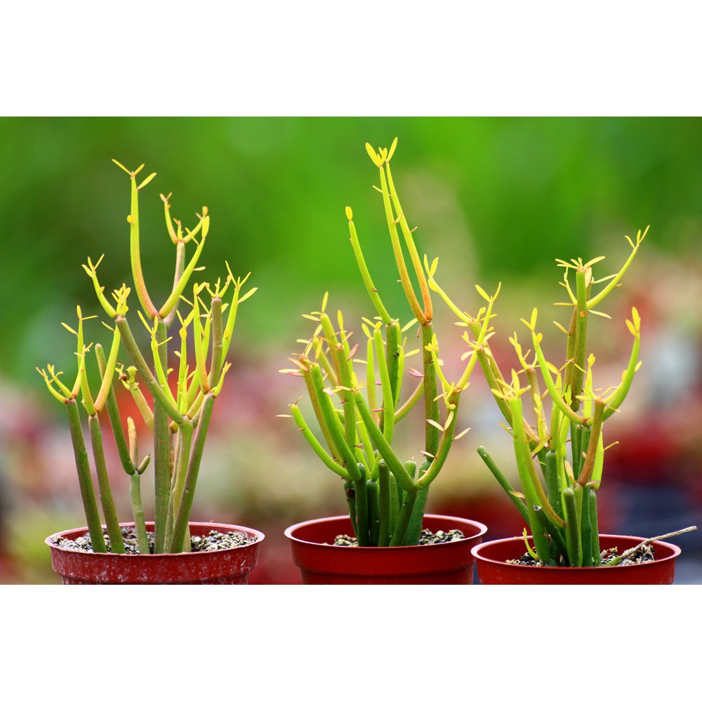 火棒大戟Euphorbia tirucalli 'Sticks on Fire'/大戟科多肉植物/蘭花草園藝